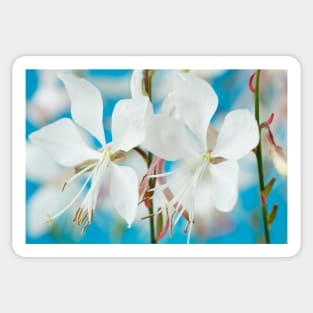 Gaura lindheimeri  'White Dove' Sticker